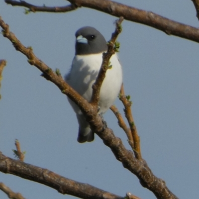 Artamus leucorynchus (White-breasted Woodswallow) at Eli Waters, QLD - 26 Sep 2022 by Paul4K
