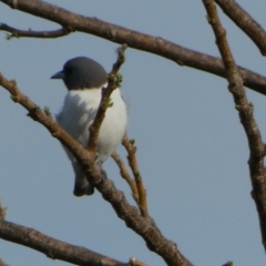 Artamus leucorynchus at Eli Waters, QLD - 27 Sep 2022