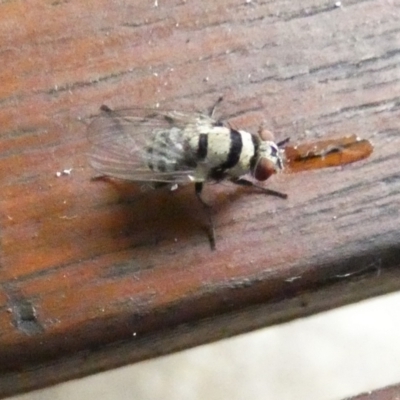 Unidentified True fly (Diptera) at Eli Waters, QLD - 28 Sep 2022 by Paul4K