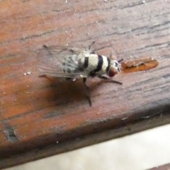 Unidentified True fly (Diptera) (TBC) at Eli Waters, QLD - 28 Sep 2022 by Paul4K