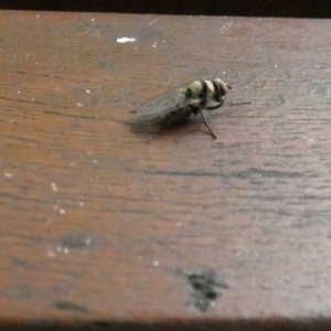 Anthomyia vicarians at Eli Waters, QLD - 28 Sep 2022 02:23 PM