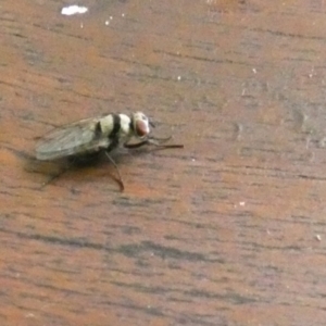 Anthomyia vicarians at Eli Waters, QLD - 28 Sep 2022 02:23 PM