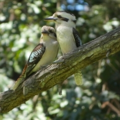 Dacelo novaeguineae (Laughing Kookaburra) at Urangan, QLD - 30 Sep 2022 by Paul4K