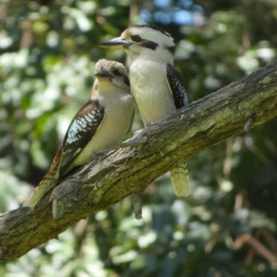 Dacelo novaeguineae (Laughing Kookaburra) at Urangan, QLD - 30 Sep 2022 by Paul4K