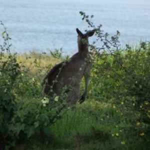 Macropus giganteus at Eli Waters, QLD - 1 Oct 2022 03:31 PM