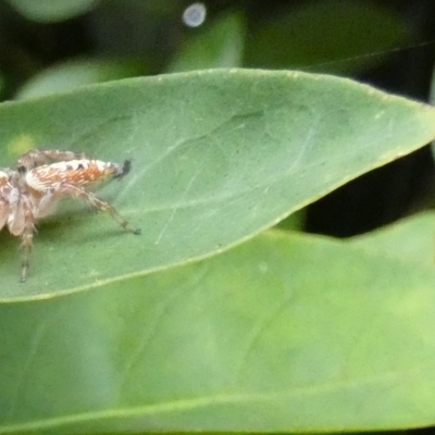 Opisthoncus quadratarius (Massive Garden Jumping Spider) at Eli Waters, QLD - 2 Oct 2022 by Paul4K