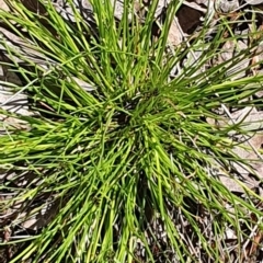 Schoenus apogon (Common Bog Sedge) at Gundaroo, NSW - 29 Oct 2022 by Gunyijan