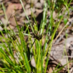 Schoenus apogon at Gundaroo, NSW - 29 Oct 2022