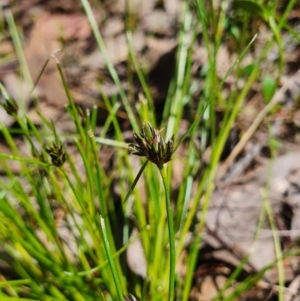 Schoenus apogon at Gundaroo, NSW - 29 Oct 2022 12:08 PM