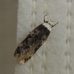 Endrosis sarcitrella (White-shouldered House Moth) at Conder, ACT - 29 Aug 2022 by michaelb
