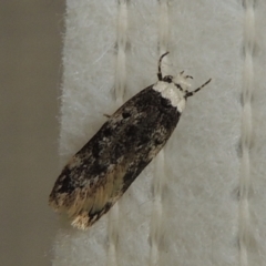 Endrosis sarcitrella (White-shouldered House Moth) at Pollinator-friendly garden Conder - 29 Aug 2022 by michaelb