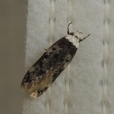 Endrosis sarcitrella (White-shouldered House Moth) at Conder, ACT - 29 Aug 2022 by michaelb