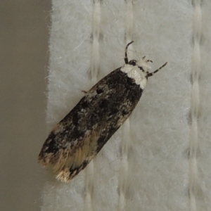 Endrosis sarcitrella at Conder, ACT - 29 Aug 2022