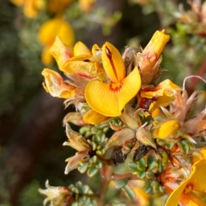 Pultenaea largiflorens at Fentons Creek, VIC - 28 Oct 2022