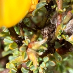 Pultenaea largiflorens at Fentons Creek, VIC - suppressed