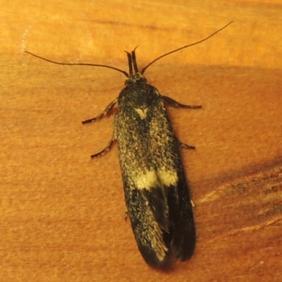 Leistomorpha brontoscopa (A concealer moth) at Conder, ACT - 30 Sep 2022 by MichaelBedingfield