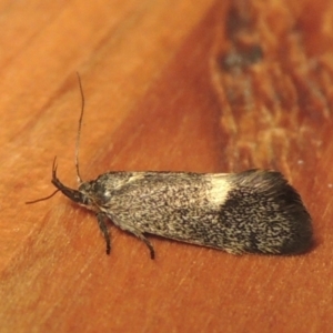 Leistomorpha brontoscopa at Conder, ACT - 30 Sep 2022