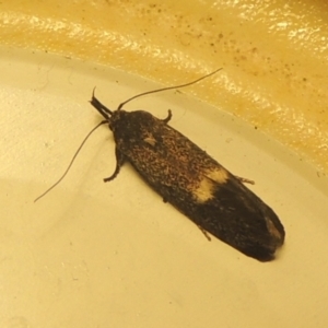 Leistomorpha brontoscopa at Conder, ACT - 30 Sep 2022