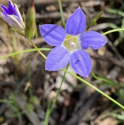 Wahlenbergia stricta subsp. stricta (Tall Bluebell) at Fentons Creek, VIC - 29 Oct 2022 by KL