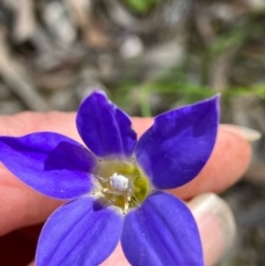 Wahlenbergia stricta subsp. stricta at Fentons Creek, VIC - 29 Oct 2022