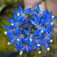Brunonia australis (Blue Pincushion) at Suttons Dam - 23 Nov 2022 by KL