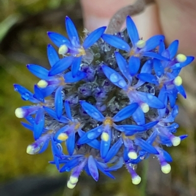 Brunonia australis (Blue Pincushion) at Fentons Creek, VIC - 23 Nov 2022 by KL