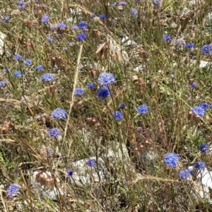 Brunonia australis at Fentons Creek, VIC - suppressed