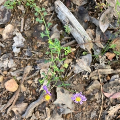 Calotis cuneifolia (Purple Burr-daisy) at Bruce, ACT - 28 Oct 2022 by NickiTaws