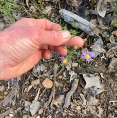 Calotis cuneifolia at Bruce, ACT - 29 Oct 2022