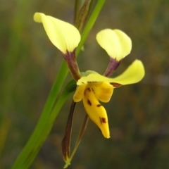Diuris sulphurea (Tiger Orchid) at Black Mountain - 29 Oct 2022 by MatthewFrawley