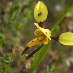 Diuris sulphurea at Molonglo Valley, ACT - suppressed