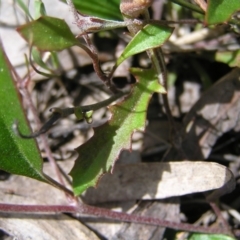 Goodenia hederacea subsp. hederacea at Molonglo Valley, ACT - 30 Oct 2022 10:54 AM