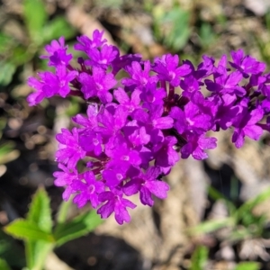 Verbena rigida at Macksville, NSW - 31 Oct 2022