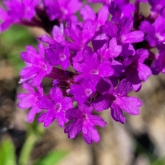 Verbena rigida at Macksville, NSW - 31 Oct 2022