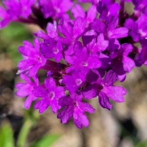 Verbena rigida at Macksville, NSW - 31 Oct 2022