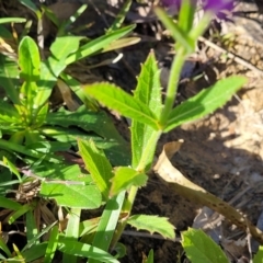 Verbena rigida at Macksville, NSW - 31 Oct 2022 09:37 AM