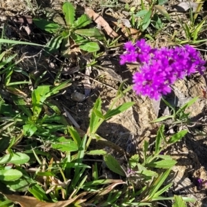 Verbena rigida at Macksville, NSW - 31 Oct 2022