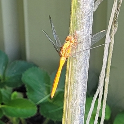 Unidentified Damselfly (Zygoptera) at Nambucca Heads, NSW - 30 Oct 2022 by trevorpreston