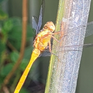 Orthetrum villosovittatum at Nambucca Heads, NSW - 31 Oct 2022 08:39 AM