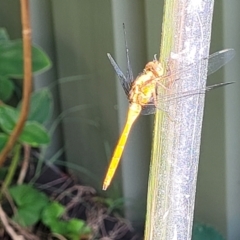 Orthetrum villosovittatum at Nambucca Heads, NSW - 31 Oct 2022