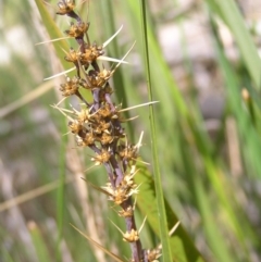 Lomandra longifolia (Spiny-headed Mat-rush, Honey Reed) at Molonglo Valley, ACT - 29 Oct 2022 by MatthewFrawley