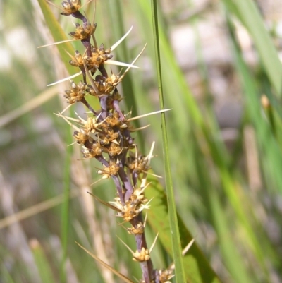 Lomandra longifolia (Spiny-headed Mat-rush, Honey Reed) at Black Mountain - 29 Oct 2022 by MatthewFrawley