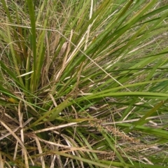 Lomandra longifolia at Molonglo Valley, ACT - 30 Oct 2022