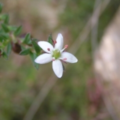 Rhytidosporum procumbens (White Marianth) at Black Mountain - 29 Oct 2022 by MatthewFrawley