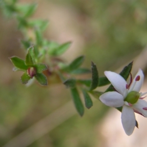 Rhytidosporum procumbens at Molonglo Valley, ACT - 30 Oct 2022