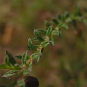 Rhytidosporum procumbens at Molonglo Valley, ACT - 30 Oct 2022