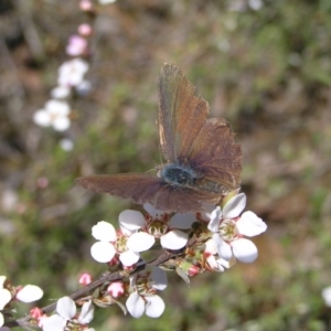 Erina hyacinthina at Molonglo Valley, ACT - 30 Oct 2022 11:17 AM