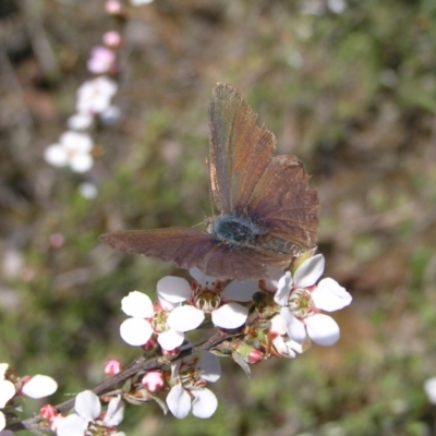 Erina hyacinthina (Varied Dusky-blue) at Black Mountain - 30 Oct 2022 by MatthewFrawley