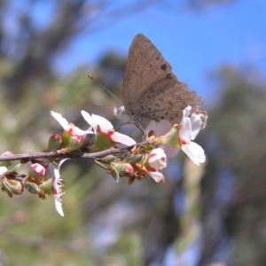 Erina hyacinthina at Molonglo Valley, ACT - 30 Oct 2022