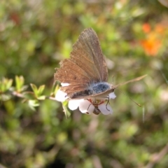 Erina hyacinthina at Molonglo Valley, ACT - 30 Oct 2022